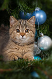 Fototapeta Psy - Tabby kitten lying in a christmas tree
