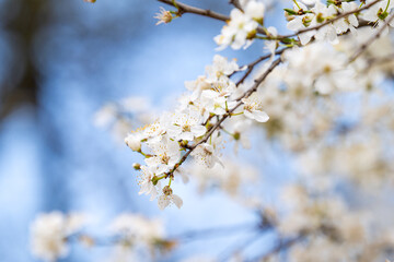 Canvas Print - cherry blossom branches