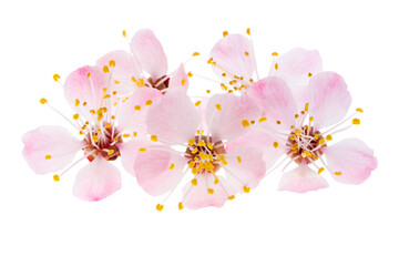 Wall Mural - pink sakura flowers isolated