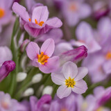 Fototapeta Kwiaty - Spring flower background