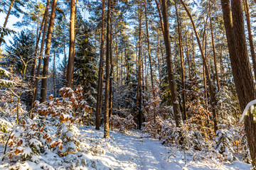 Wall Mural - Winter forest with sunshine on trees