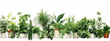 Assorted Potted Houseplants Lined Up On A White Background