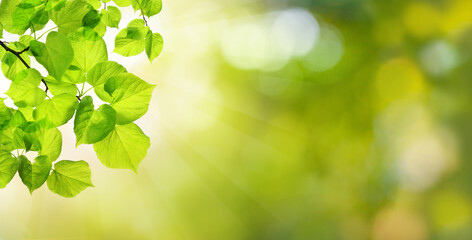 Wall Mural - abstract sunny bokeh light with season leaves. green background