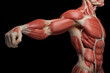 Human muscle anatomy - Muscles isolated on black background. 3D illustration