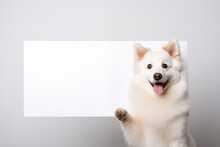 Dog Holding White Sign On White Background. Pets. Zoo Service. Veterinary Clinic