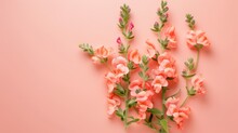 Close-up View Of Pink Flowers, Possibly Snapdragons, Sweet Peas, Or Gladiolus