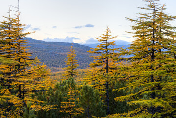 Wall Mural - Beautiful autumn forest landscape. View of the larch trees among the stones in the mountains. Larch with yellowed autumn needles. Travel and hiking in the wilderness. Ecological tourism by nature.