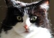 The face of a black and white domestic long haired young female cat with head on eye contact 