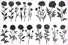 Marigold Flowers And Leaves Silhouettes, Set Of Vector Marigold Flower Silhouettes