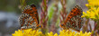 Rote Scheckenfalter (Melitaea didyma) zwei Schmetterlinge auf gelber Blüte, Panorama 