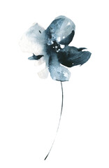 watercolor floral dark blue chamomile wild flower.