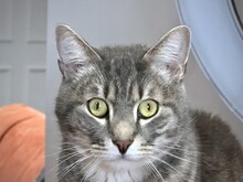 Portrait Of A Grey Tabby Cat With Striking Green Eyes And White Whiskers In A Home Setting