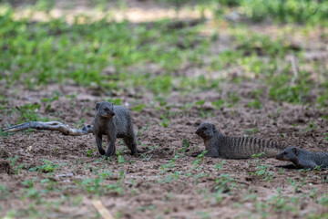 Wall Mural - gray striped mongooses in green grass in natural conditions on a sunny day in Kenya