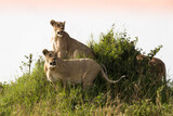 Fototapeta Sawanna - Klan lwic na afrykańskiej sawannie w Masai Mara National Park Kenya