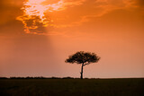 Fototapeta Sawanna - Drzewa akacji na afrykańskiej sawannie w świetle zachodzącego słońca 