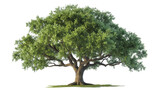 big green oak tree isolated on transparent background
