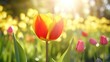 Beautiful yellow and red tulip at the field. Concept of spring nature with smooth bokeh sun light background.