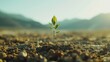 A single seedling growing in barren soil, bathed in sunlight, symbolizes new beginnings and the concept of life's resilience, suitable for environmental themes and campaigns