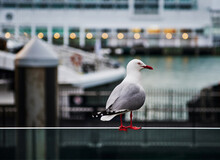 Seagull On The Pier In Auckland, North Island, New Zealand