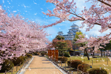 Wall Mural - Scenic full bloom cherry blossom at Himeji castle in Hyogo, Japan