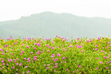 Fototapeta Kosmos - 紀伊山地に咲く イワカガミ 山野草