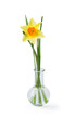 Yellow daffodil in a glass test tube in the laboratory on a white background.
