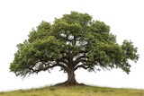 Fototapeta Konie - isolated oak tree on a white background