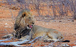 Lion with mouth partially open getting ready to yawn, near Okawao waterhole in Western Sector of Etosha National park, Namibia