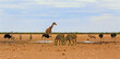 Scenic African waterhole scene with Giraffe, Zebra, Oryx and Ostrich waiting in turn to get a drink