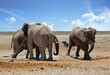 Three African Elephants interact at a waterhole in Etosha Naitional Park.