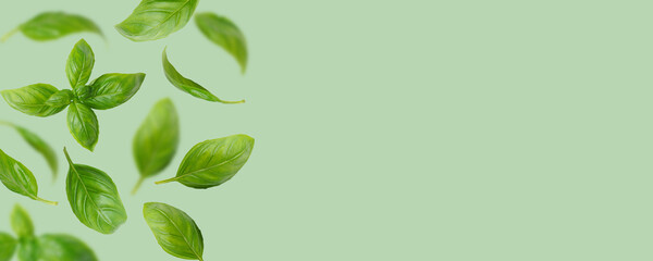 Wall Mural - Fresh green organic basil leaves flying, isolated on green background. Creative food levitation, wide banner with copy space, header, backdrop for design. Ingredient, spice for cooking, healthy food.