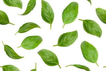 Wall Mural - Fresh green organic basil leaves flying, isolated on white, transparent background. Creative food levitation, seamless pattern for design. Ingredient, spice for cooking, healthy food.
