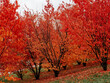 Sakura park in Vilnius in autumn. Red trees in the park