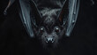 A Bat portrait, wildlife photography

