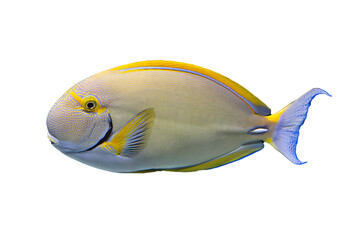 Wall Mural - Tropical coral fish isolated on white background - Acanthurids (Surgeonfish) 