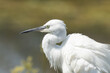 Portrait of a Little egret in Africa