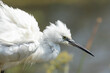 All fluffed out Little egret in Africa