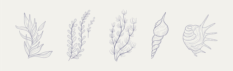 Poster - Seaweed, Algae and Sea Shells Hand Drawn Vector Set