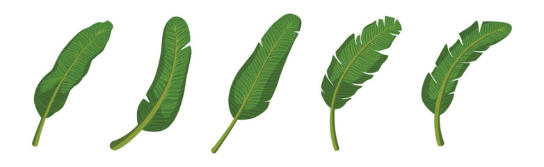 Poster - Tropical Exotic Palm Green Leaves and Foliage Vector Set