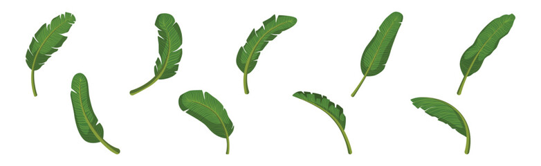 Poster - Tropical Exotic Palm Green Leaves and Foliage Vector Set