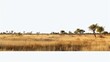 Cutout dried grass meadows savanna field set on trans AI generative
