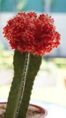 Cactus lunar rojo coral