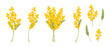 Set of mimosa flowers. Yellow spring flowers, mimosa bouquet. Vector illustration isolated on white background.