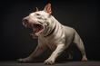 Aggressive dog bull terrier barks, growling and shows teeth on black background. Dangerous Angry Dog.