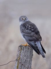 Wall Mural - Closeup of a Northern Harrier male sitting on a post on a winter day in Canada