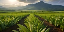 Green Aloe Vera Plants Against The Backdrop Of Mountains. Agriculture And Nature Concept.