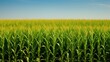 field illinois corn