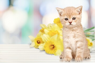 Canvas Print - Cute young kitten with fresh flowers