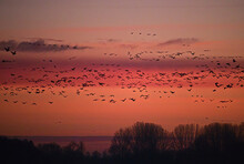A Flock Of Geese Flying In The Sky At Sunset In Winter