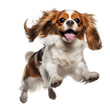 Healthy Cavalier dogs are running and jumping happily on PNG transparent background.